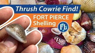 Fort Pierce Inlet #shelling, Thrush Cowrie Find!