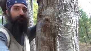 Foraging for Chaga (Inonotus obliquus) - www.returntonature.us