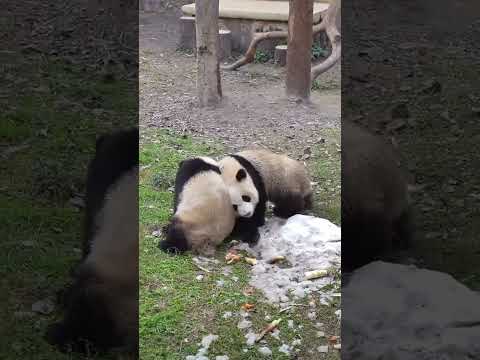 tatlı pandalar #panda #pandas