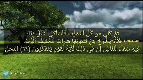 آيات الشفاء بصوت الشيخ محمود المبيض