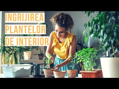 Video: Secretele Amestecurilor De Sol Pentru Plantele De Interior