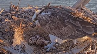 Captiva Osprey Cam | First egg hatched | Congrats Osprey Mom and Dad | April 23, 2024