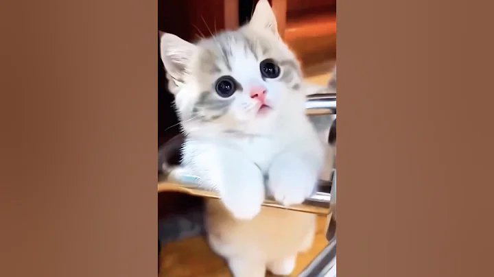 Watch the video about Cutie Kitty 🐱 💖#shorts #cat #cute #kitten #meow #funny