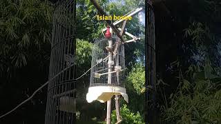 Download Lagu kenari rasa ciplek MP3