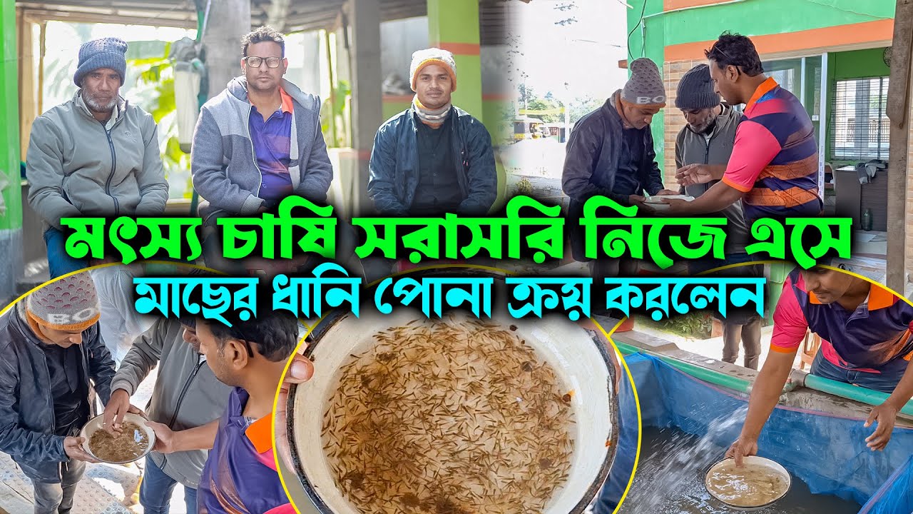 মৎস্য চাষি সরাসরি নিজে এসে মাছের ধানি পোনা ক্রয় করলেন | মাছের পোনা বিক্রয়কেন্দ্র চাঁচড়া যশোর