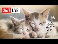 247 music for cats  relaxing cat music for antianxiety mood  sleep