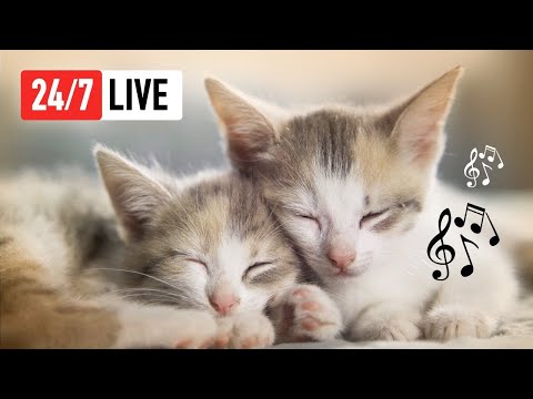 24/7 Music for Cats 🔴 Relaxing Cat Music for Anti-Anxiety, Mood & Sleep