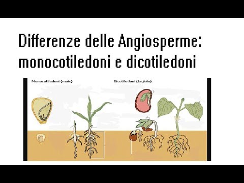 Video: Differenza Tra Monocotiledoni E Foglie Di Dicotiledone