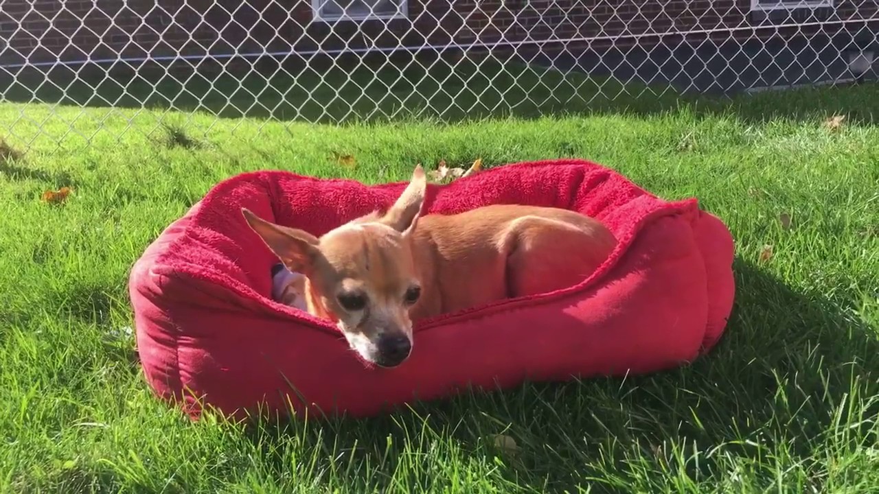 Pawsitively Furever Dog Rescue YouTube Pawsitively Furever Dog Rescue YouTube