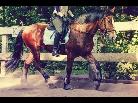 Пять ошибок при посыле лошади