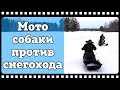 Мотособаки против снегохода. Мотобуксировщики БТС , лыжный модуль, модуль толкач против Ирбис Динго.