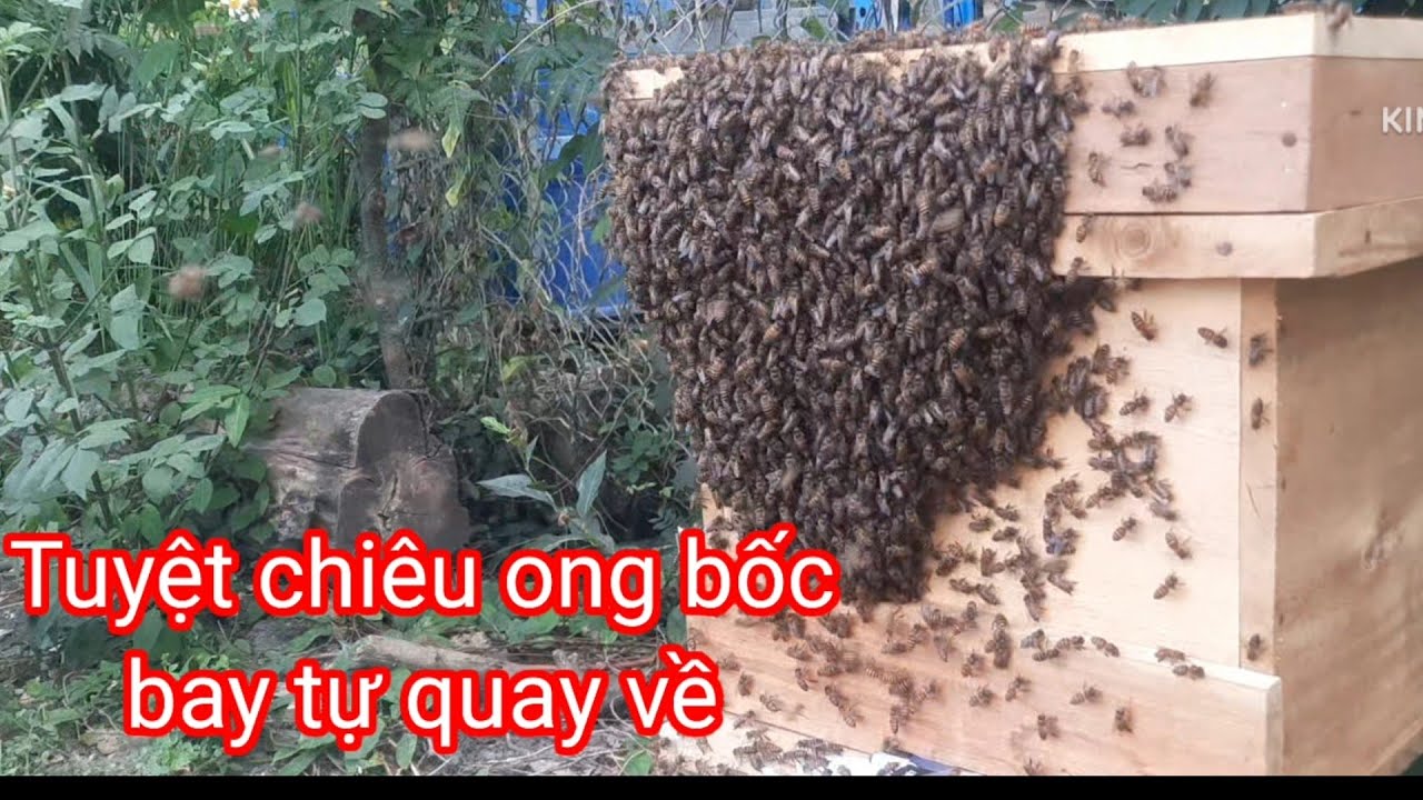 Tuyệt chiêu ong bốc bay tự quay về thùng nuôi không cần theo bắt lại 