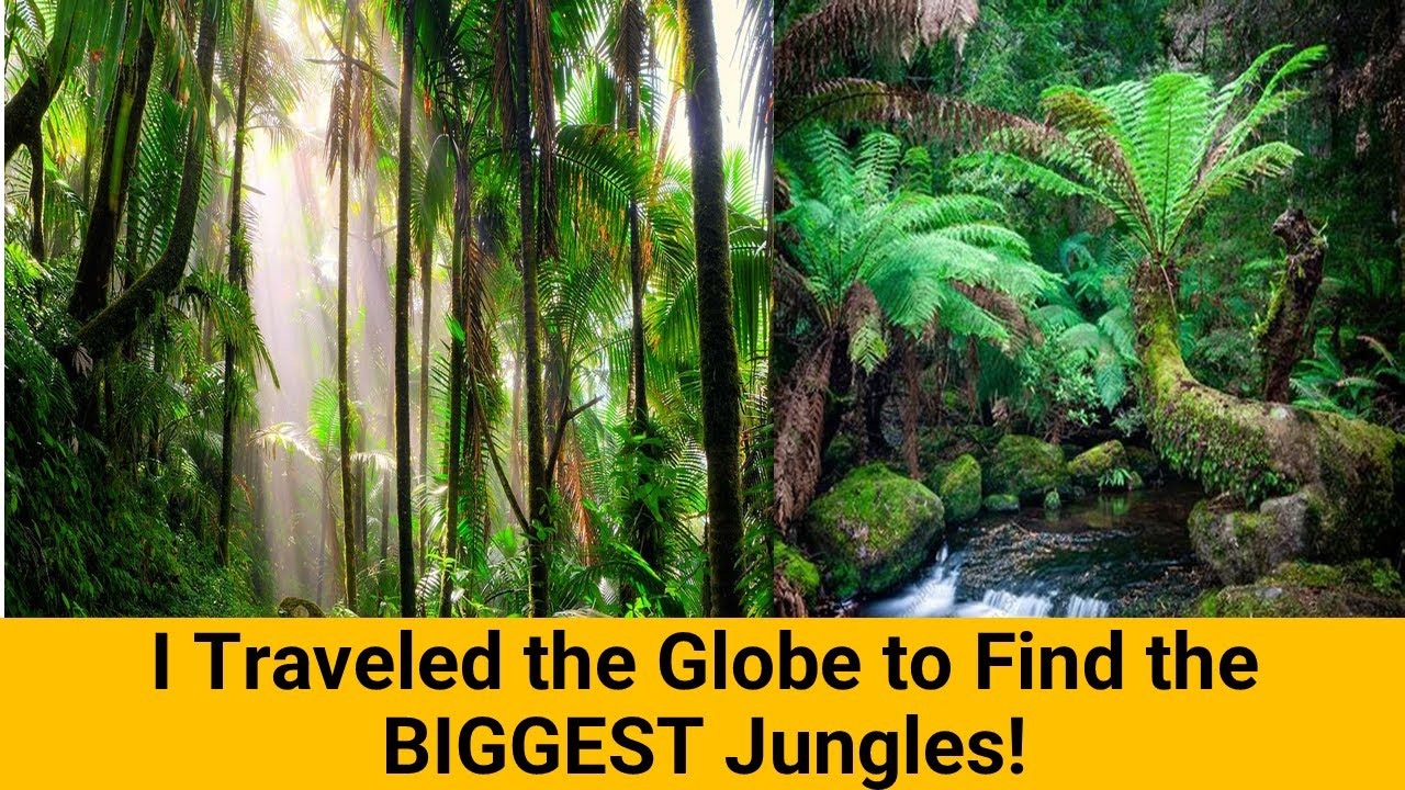 I Traveled the Globe to Find the BIGGEST Jungles!