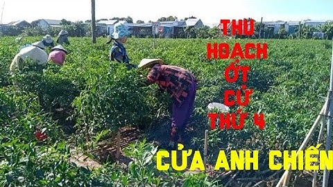 THU HOẠCH ỚT CỬ THỨ 4 CỦA ANH CHIẾN Ở CỒN CHÂU MA