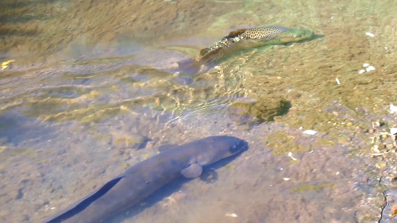 NZ eel and trout YouTube