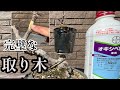 【モミジ】2段階取り木は3月!6月!おすすめの用土。初心者でも簡単に確実に出来る取り木。兼進さん、修理ありがとうございました。【盆栽】