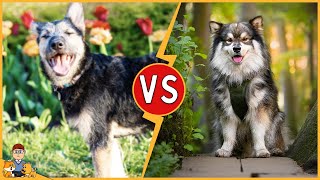 Professional Pet Photography: Why Your Phone Can't Compete - Expert Insights by Our Pets Health 74 views 1 month ago 4 minutes, 45 seconds
