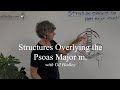Structures overlying the psoas major m learn integral anatomy with gil hedley