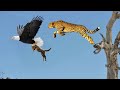 ঈগল চিতার সামনেই তার বাচ্চাকে নিয়ে উড়ে গেল || ঈগলের ভয়ংকর শিকার || Top 5 best eagle attacks