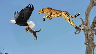 ঈগল চিতার সামনেই তার বাচ্চাকে নিয়ে উড়ে গেল || ঈগলের ভয়ংকর শিকার || Top 5 best eagle attacks screenshot 2