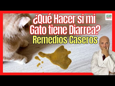 Video: Mi gato tiene malestar estomacal. ¿Que puedo hacer?