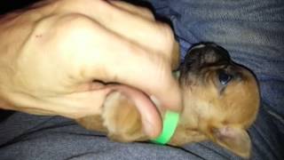 Tiny Tim smallest French Bulldog