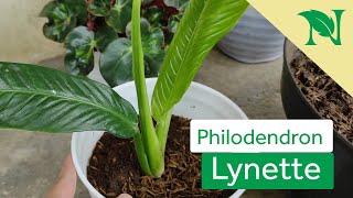 Cara Mudah Memperbanyak Tanaman Philodendron Lynette Budidaya Philodendron Lynette