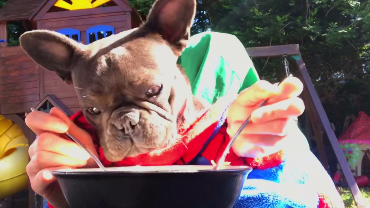 Funny Dogs Eating Like Humans YouTube