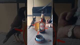 Myna Bird So Funny 🤣 Clips in india || Aisa Kabhee Dekhe Nahin Honge #Shorts #Moyna