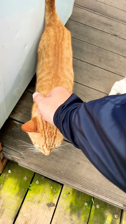 2 chú mèo dễ thương đáng yêu #fun #cat #pets #funnyvideo #funnyshorts #funny #chill #vlog #travel