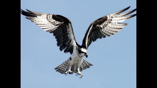 Osprey as a Spirit Guide: What it Means When You&#39;re Seeing Ospreys Everywhere