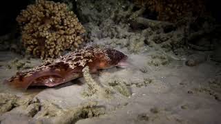 Cuttlefish Hunting at Night