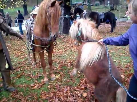 Video: Dartmoor Poni Konjska Pasma Hipoalergena, Zdravje In življenjska Doba