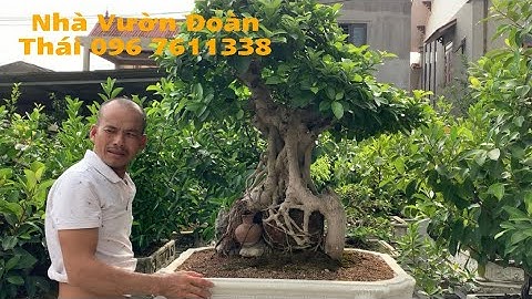 Cây Si Cổ Một Thân Lạc, Bệ Ôm Bọc Trứng Chủ Nhân Đoàn Thái 096 7611338 @haubonsai2942