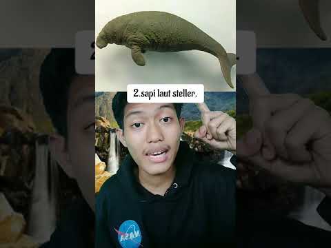 Video: Sudu Binatang: Pupus Singa Laut Terancam Lahir di Alaska, Zoo Animals Score Spilled Fruit