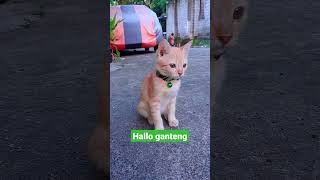 Download Lagu Hallo ganteng MP3