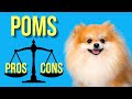 7 Pomeranian Pros and Cons ( Pom Facts You Can't Ignore )