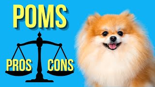 7 Pomeranian Pros and Cons ( Pom Facts You Can't Ignore ) by Dog Breeds FAQ Channel 3,202 views 2 years ago 6 minutes, 2 seconds