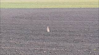 🐇 Hares are playing in the field - Slovak countryside 🇸🇰