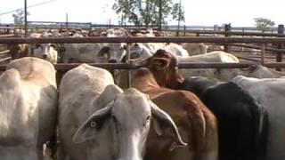 Loading cattle for export