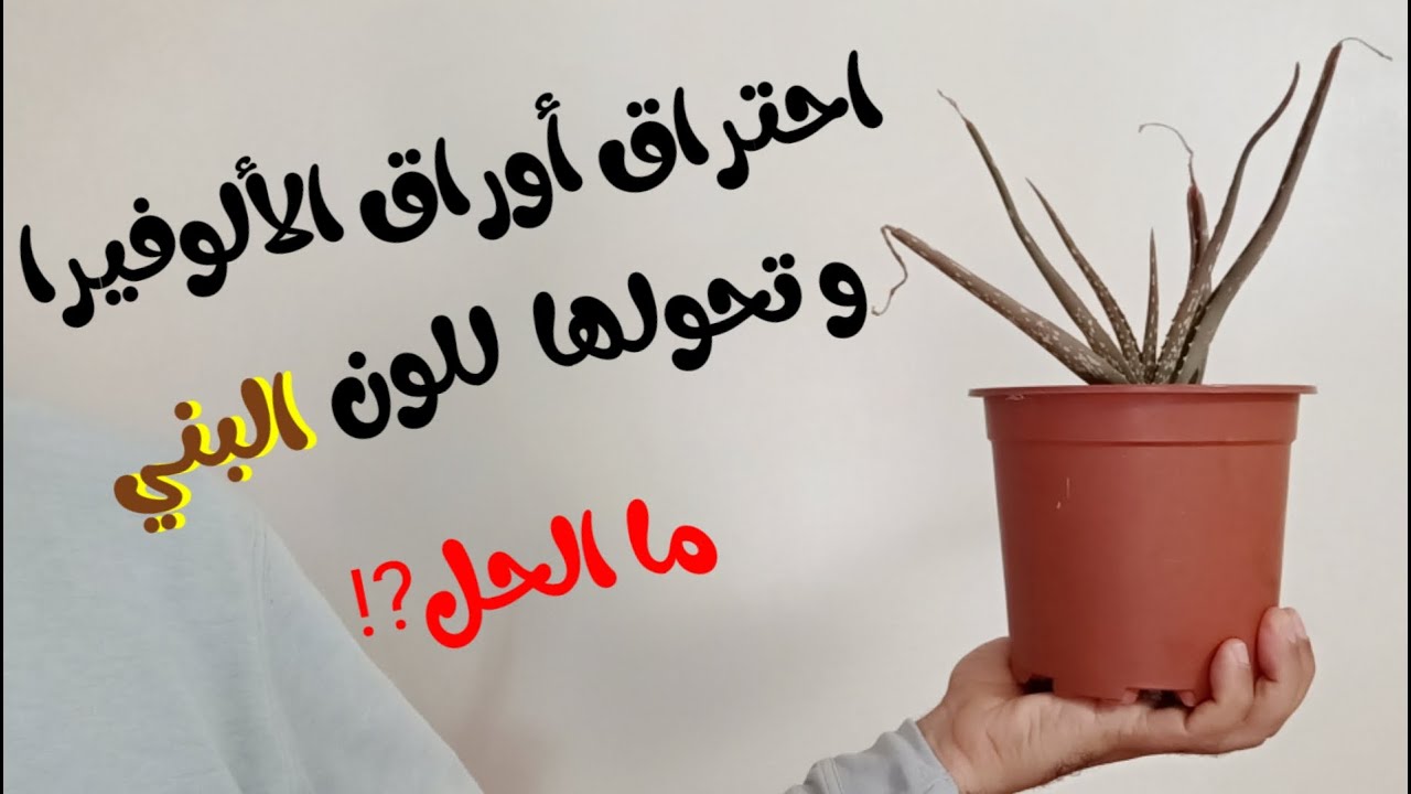 سبب تحول اوراق الالوفيرا الحقيقية للون البني و طريقة العناية بها aloé Vera‎
