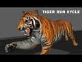 Tiger Run Cycle animation ||quadruped run