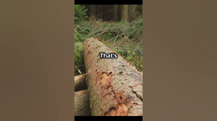 What Is Deforestation? 🌳🌎 Explained for Kids!