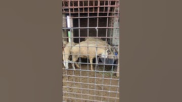 Thumbnail of #sheep #sheepfarming #animals #song #music #animals #song