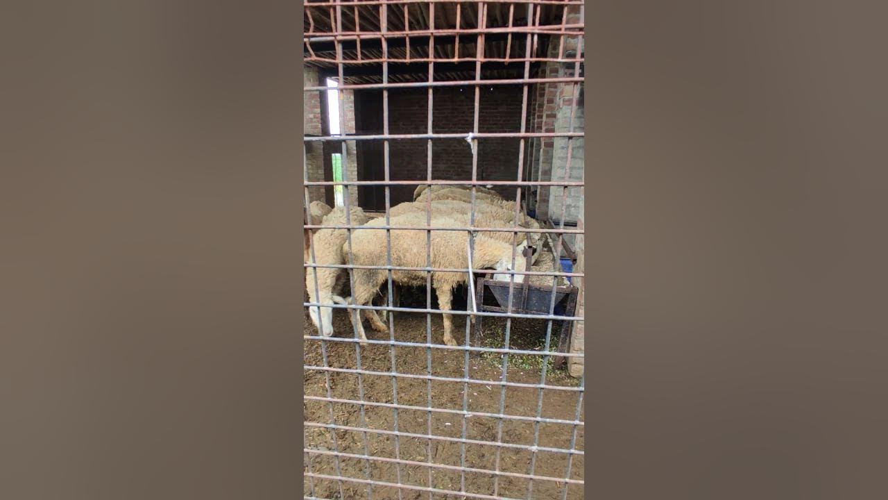 #sheep #sheepfarming #animals #song #music #animals #song