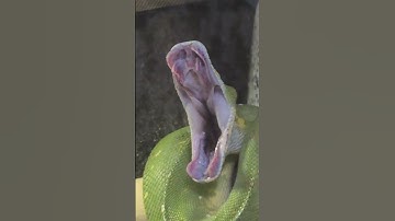 green tree python yawning
