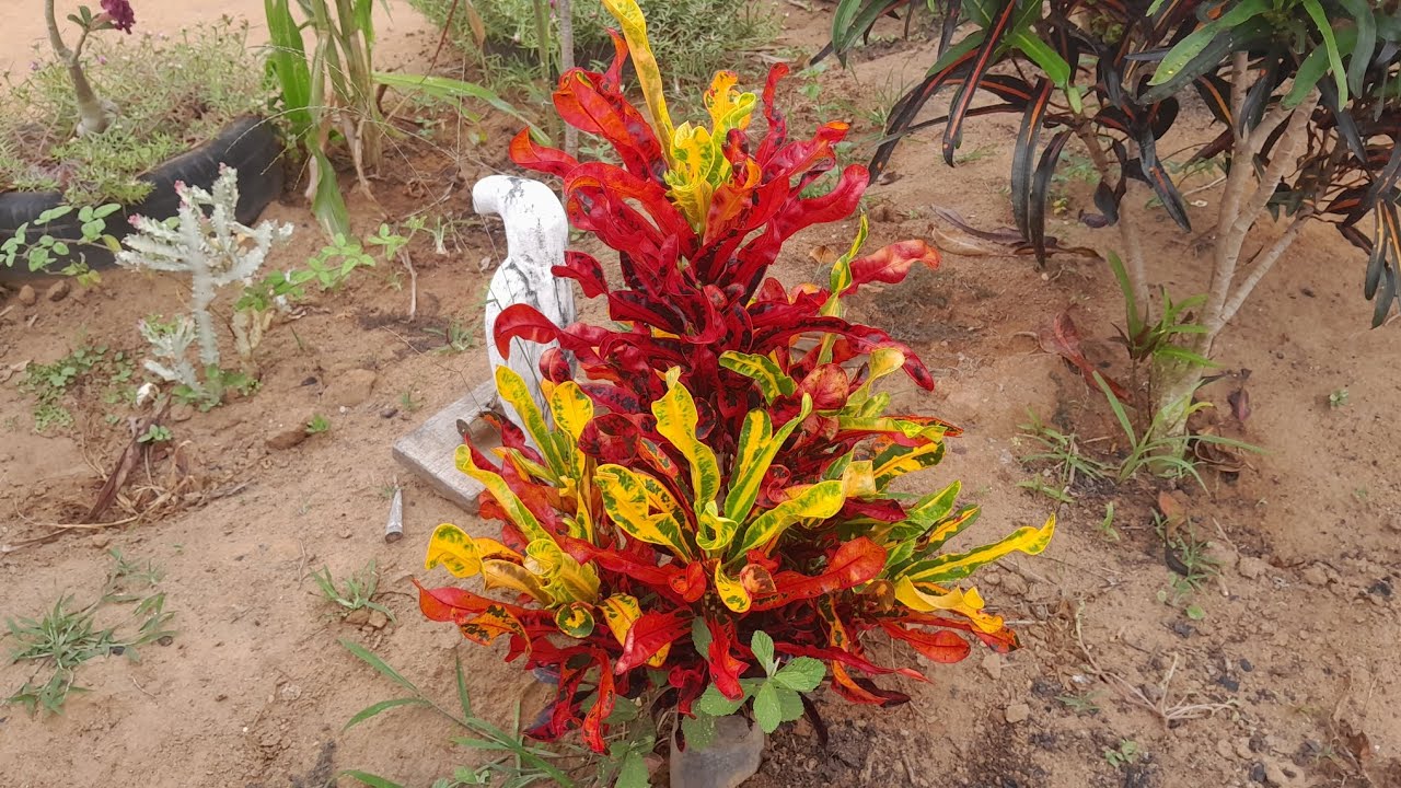  Olha Como os Croton desenvolveram!😮