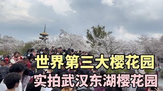 实拍世界第三大樱花园，武汉东湖樱花园，漫山遍野的樱花盛开，太漂亮了