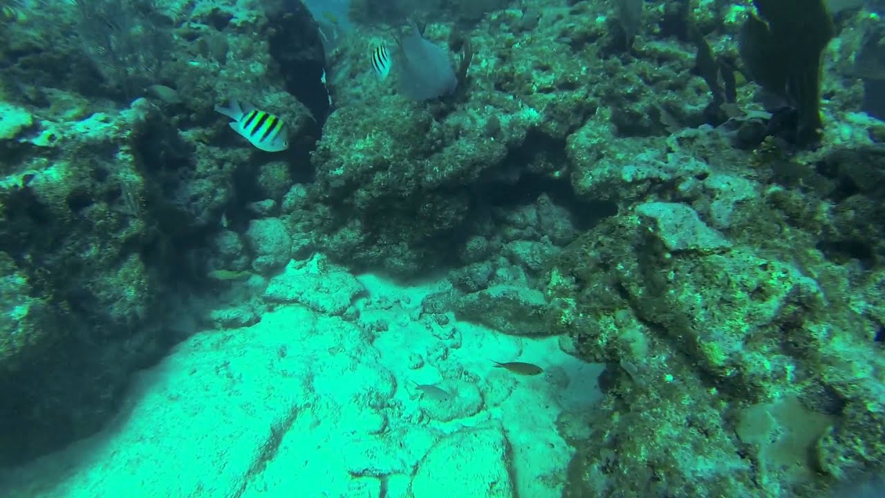 Snorkeling Alligator Reef with new Go Pro hero 3 Black Edition YouTube