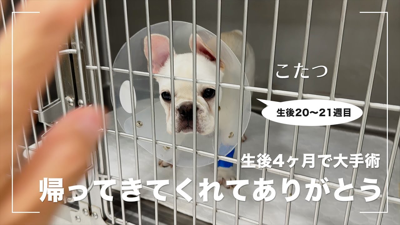 【フレンチブルドッグ】生後4ヶ月のこたつに起きた大変な出来事について話します